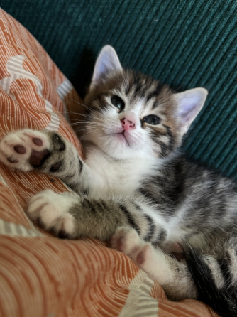 Отдам котёнка даром Донецк