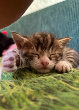 Отдам котёнка даром Донецк
