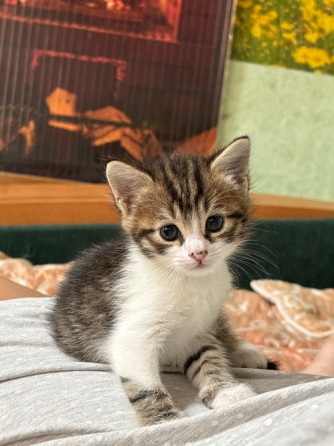 Отдам котёнка даром Донецк