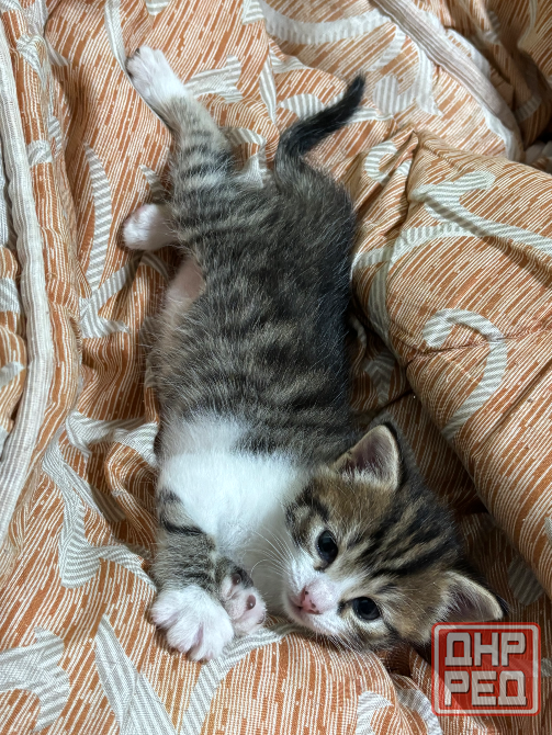 Отдам котёнка даром Донецк - изображение 5