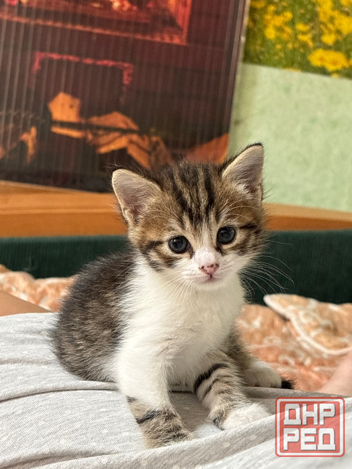 Отдам котёнка даром Донецк - изображение 1