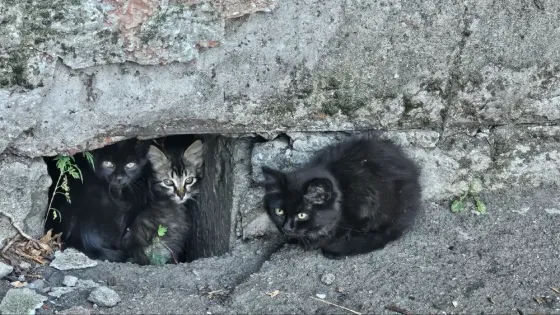 Котята в хорошие руки Донецк