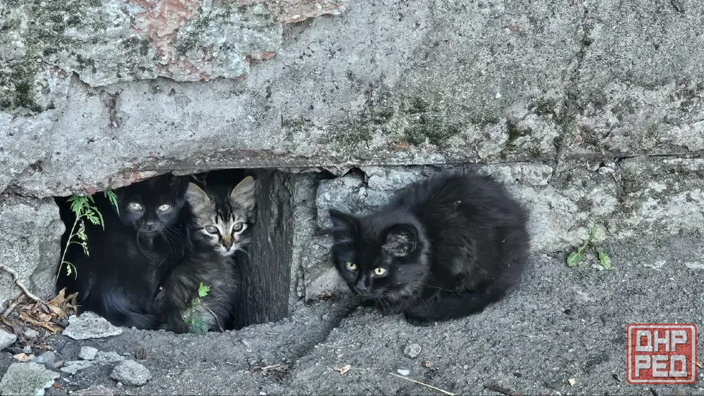 Котята в хорошие руки Донецк - изображение 1