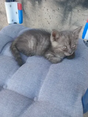 Отдам котёнка Донецк