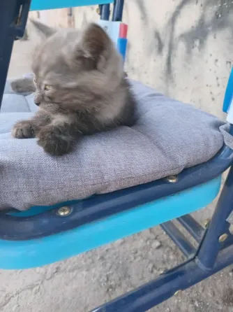 Отдам котёнка Донецк