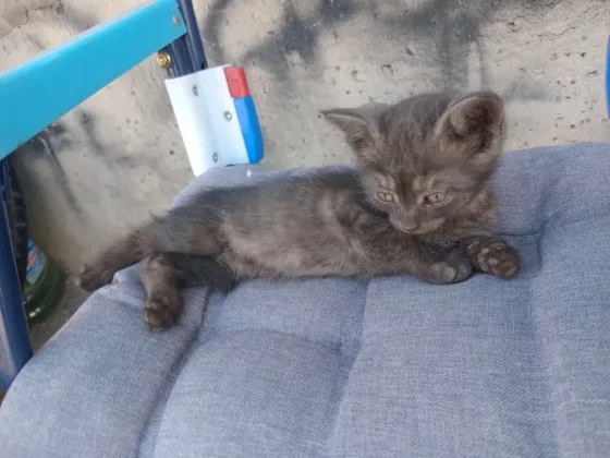 Отдам котёнка Донецк