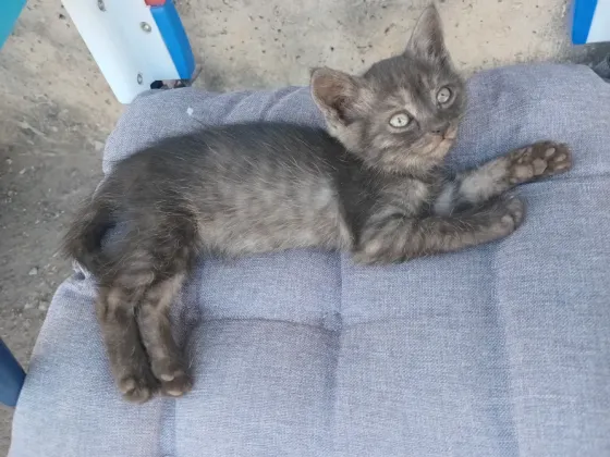 Отдам котёнка Донецк