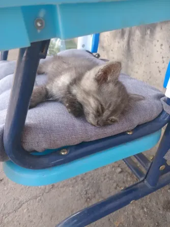Отдам котёнка Донецк