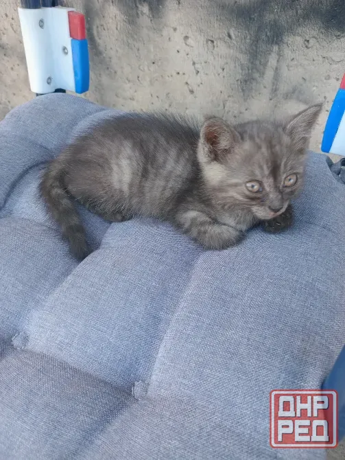 Отдам котёнка Донецк - изображение 2