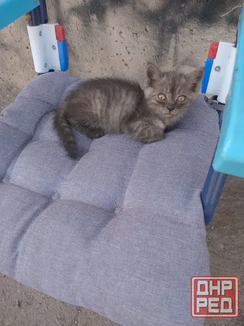 Отдам котёнка Донецк - изображение 1