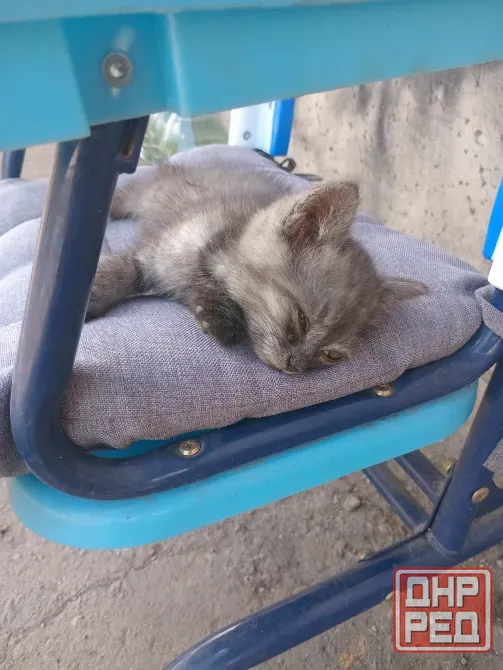 Отдам котёнка Донецк - изображение 5