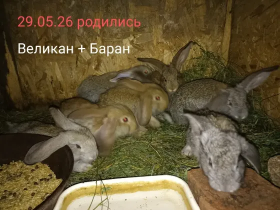 Кролики Макеевка