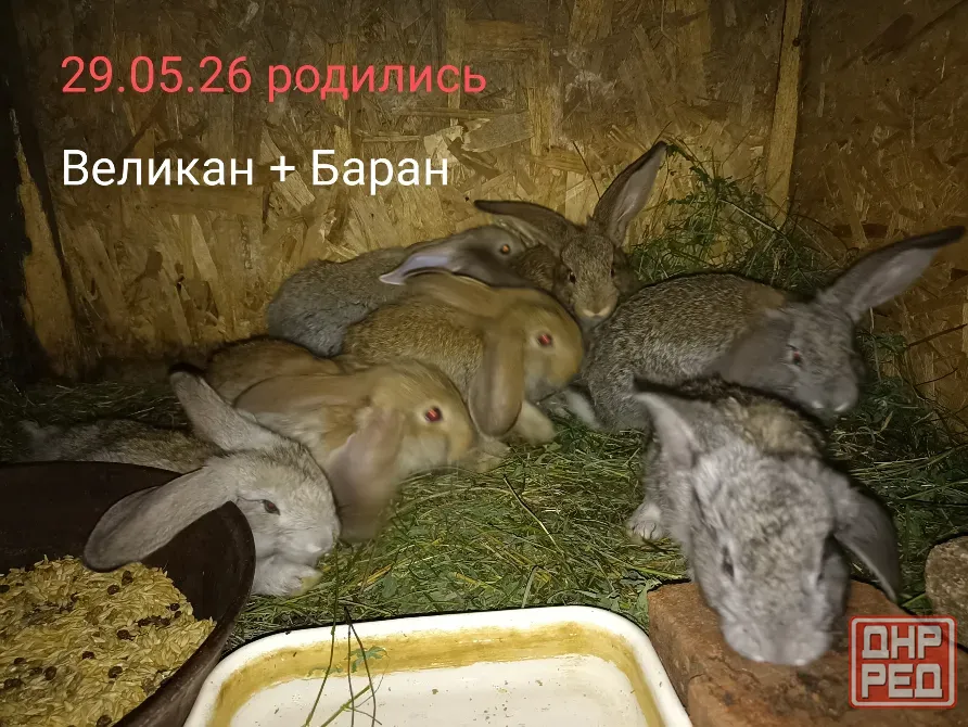 Кролики Макеевка - изображение 2