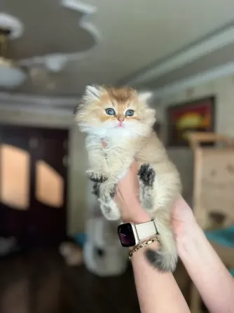 Британские котята Макеевка