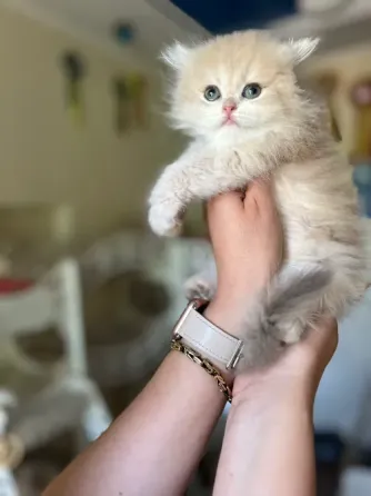 Британские котята Макеевка