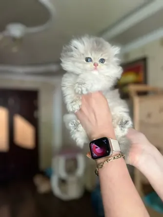 Британские котята Макеевка