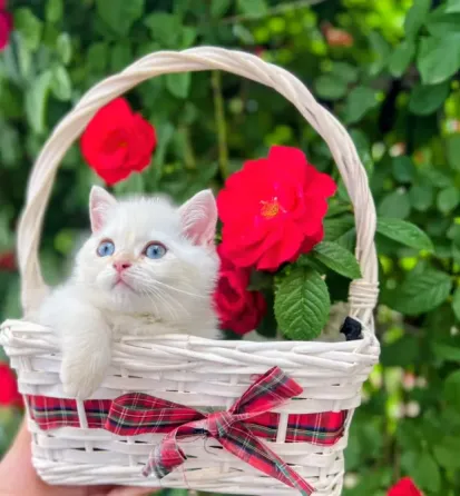 Британские котята Макеевка