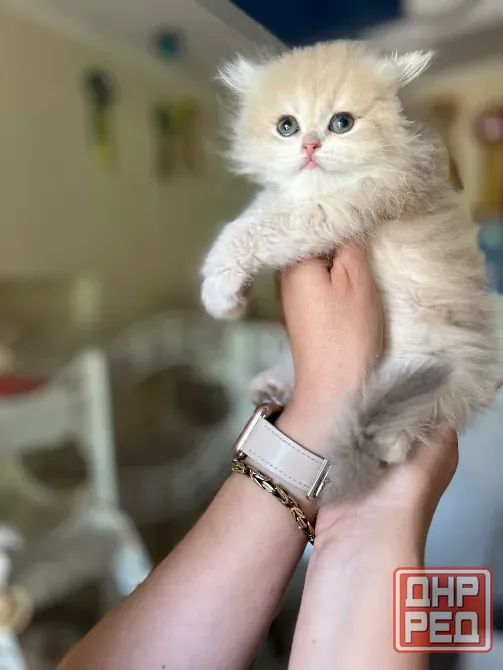 Британские котята Макеевка - изображение 3