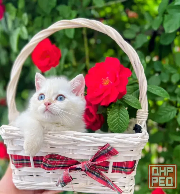 Британские котята Макеевка - изображение 4