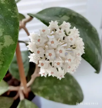 Хойи укорененные черенки, подростки, молодые растения Макеевка