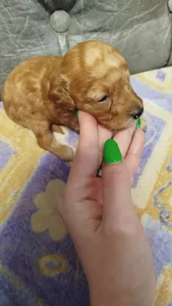 100% щеночки Той пуделя Донецк