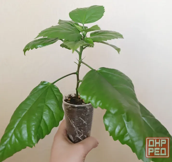 Комнатные растения Донецк - изображение 3
