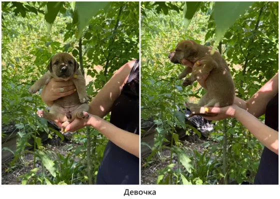 Щенки в хорошие руки Макеевка