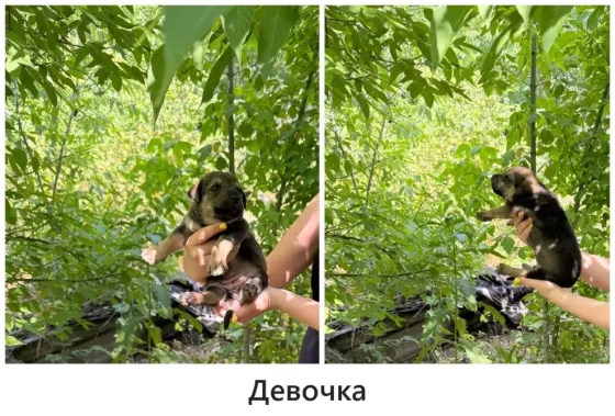 Щенки в хорошие руки Макеевка