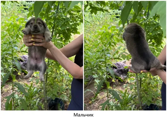 Щенки в хорошие руки Макеевка