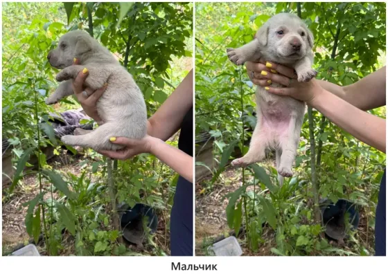 Щенки в хорошие руки Макеевка