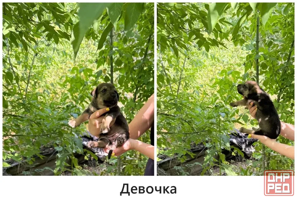 Щенки в хорошие руки Макеевка - изображение 6