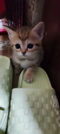 Продам шотландских котят Донецк