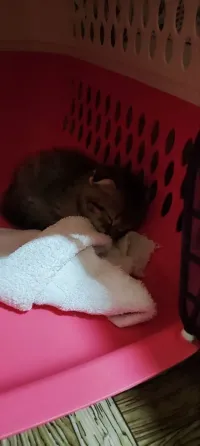 Продам шотландских котят Донецк