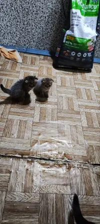 Продам шотландских котят Донецк