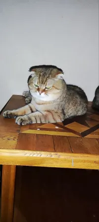 Продам шотландских котят Донецк