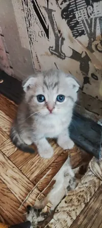 Продам шотландских котят Донецк