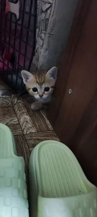 Продам шотландских котят Донецк
