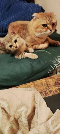 Продам шотландских котят Донецк