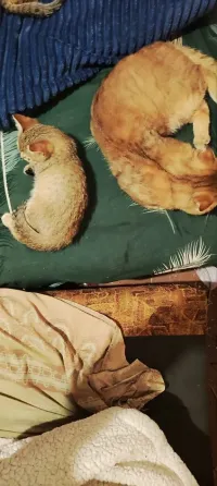 Продам шотландских котят Донецк