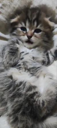 Продам шотландских котят Донецк