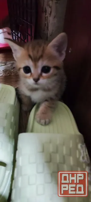 Продам шотландских котят Донецк - изображение 2