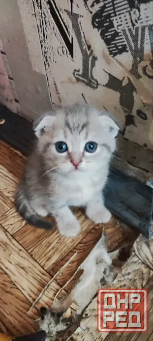 Продам шотландских котят Донецк - изображение 3