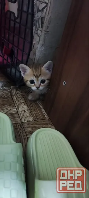Продам шотландских котят Донецк - изображение 4