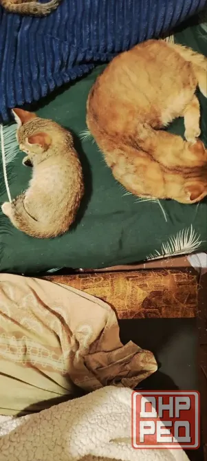 Продам шотландских котят Донецк - изображение 2