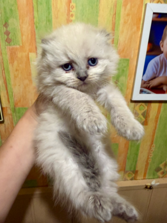 Шотландские котята Донецк