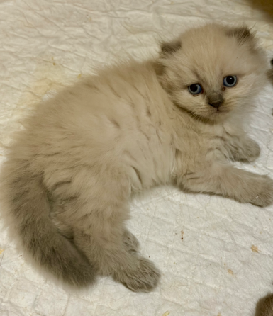 Шотландские котята Донецк