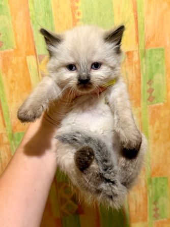 Шотландские котята Донецк