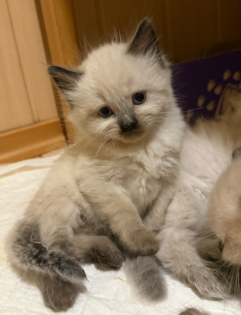 Шотландские котята Донецк