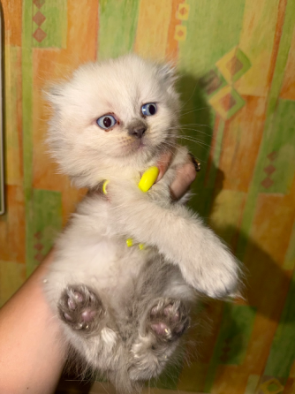 Шотландские котята Донецк