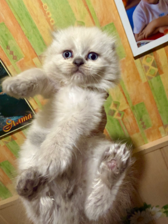 Шотландские котята Донецк